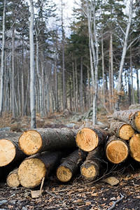 森林中堆满原木的森林砍伐区图片