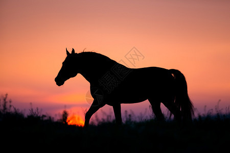 夏天日出背景上的马剪影背景图片
