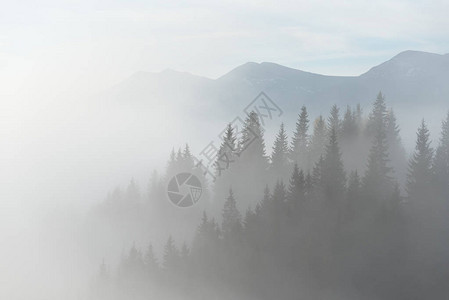 与雾在山的秋天风景山上的冷杉林阴天喀尔巴阡山脉图片