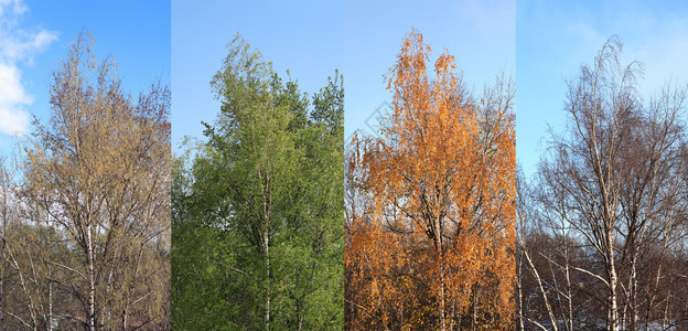 四季一年四季一棵白桦树图片