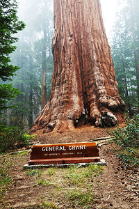 格兰特将军红杉树图片