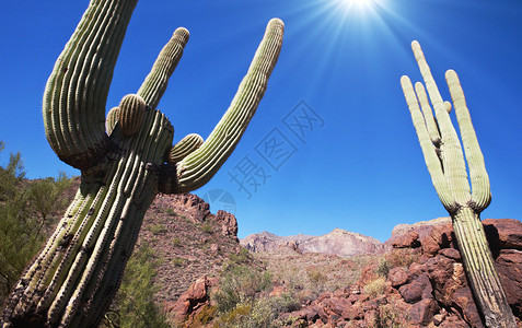 美国SaguaroNP图片