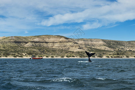 南方右鲸翻转阿根廷瓦尔德斯半岛的故事图片
