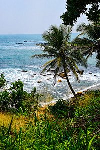 热带斯里兰卡的图片