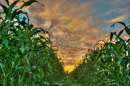 在阳光照射的一排玉米秸秆之间图片