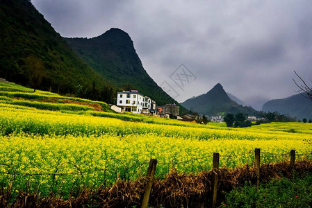 Canola田地Luoping带烟雾的图片