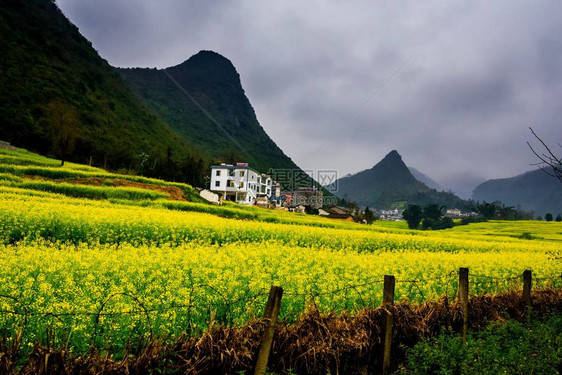 Canola田地Luoping带烟雾的图片