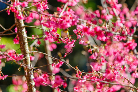 粉红樱花花枝近景图片