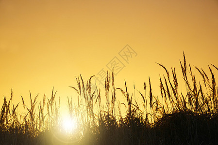 初升的阳光下的高草背景图片