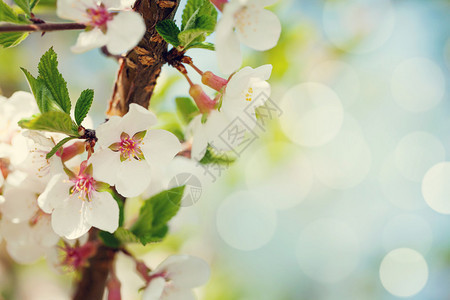 盛开的白色樱花图片