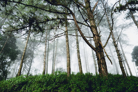 早晨的雾和树林图片