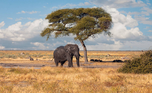 在典型的非洲大草原与金合欢树的雄伟非洲大象图片