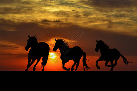 日出时奔马的剪影图片