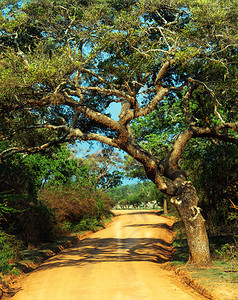 斯里兰卡丛林中的异域风情图片