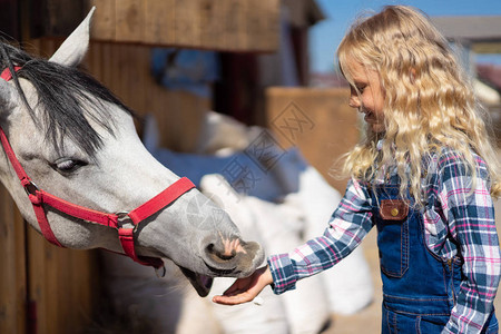 在农场喂马的微笑孩子的侧视图图片
