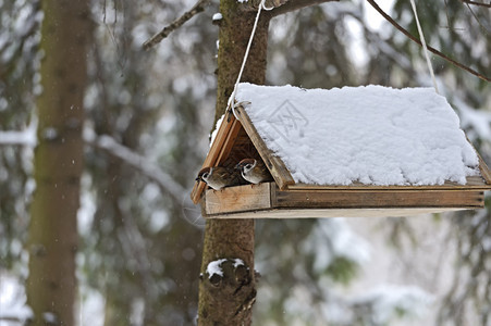 冬天在公园做麻雀冬天在背景图片