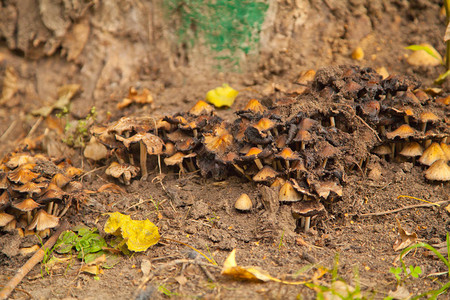 森林里的毒蘑菇背景图片