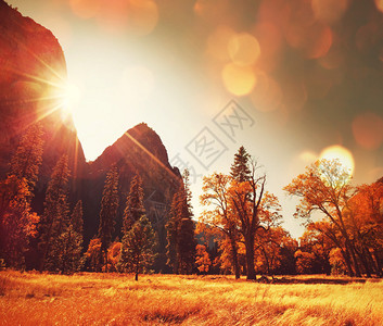 金色森林和阳光的秋景图片