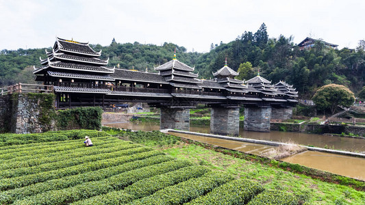 春季前往的茶叶种植园和三江东自治县成阳风雨大桥丰宇永吉背景图片