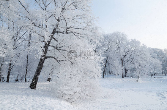 公园的自然景观图片