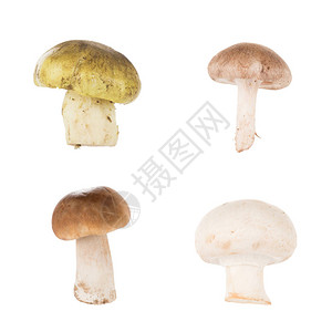 炒蘑菇白色上隔离的四种不背景