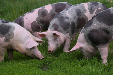 草地上的一群猪图片