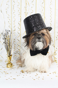 戴着精美礼帽的西施犬庆祝新年图片