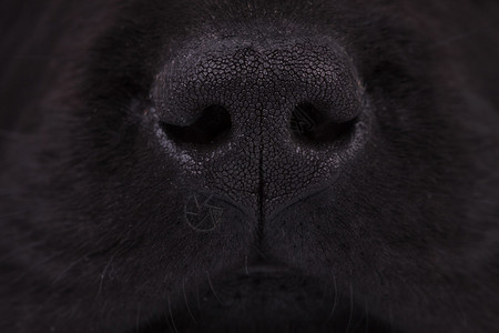 黑色拉布多猎犬小狗鼻子的宏观照片图片