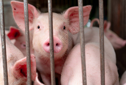 可爱的小猪在农场快乐和健康的小猪畜牧业肉类行业动物肉市场非洲猪瘟和猪流感的概念养猪哺乳动物猪圈里图片