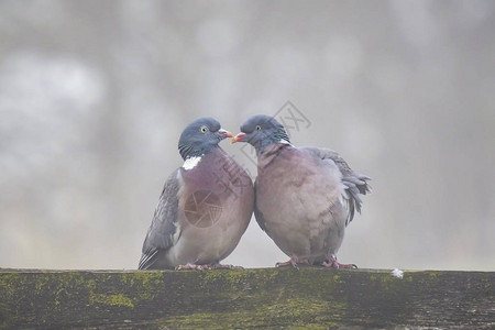 两只鸽子在灰暗寒冷的环境中调情它们形图片