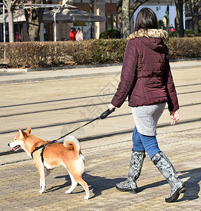 女人在街上遛狗图片