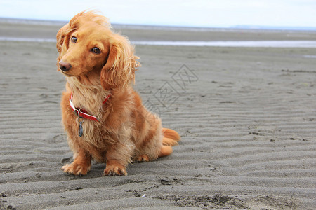海滩上的腊肠犬图片