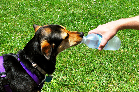 狗饮用水图片