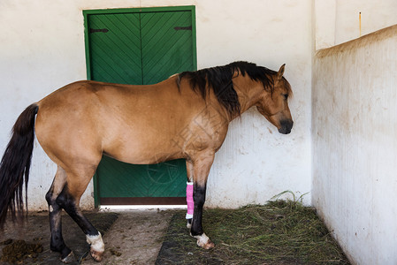 在避难所前受伤的腿上缠着绷带的棕色大马图片