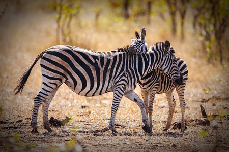斑马在非洲大草原上露出图片