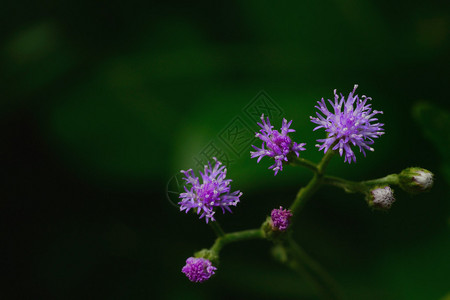 小铁草紫葡萄树背景图片