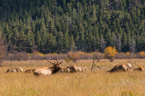 秋天的车辙期间一只公麋鹿和一群奶牛图片