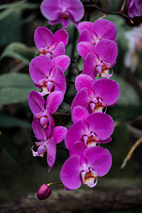 大花瓣紫色明亮兰花的近景图片