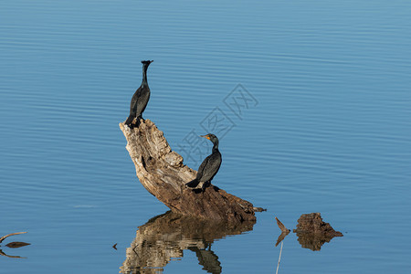 双排扣鸬鹚栖息在湖中枯枝上背景图片