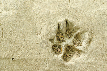 狗脚印在水泥上的图像图片