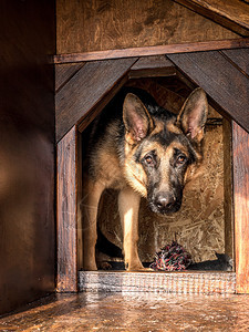 潜伏在木狗窝里的德国牧羊犬图片