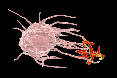 巨噬细胞吞噬结核菌结核分枝杆菌背景图片