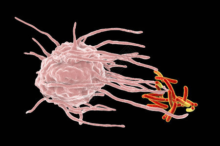 巨噬细胞吞噬结核菌结核分枝杆菌图片