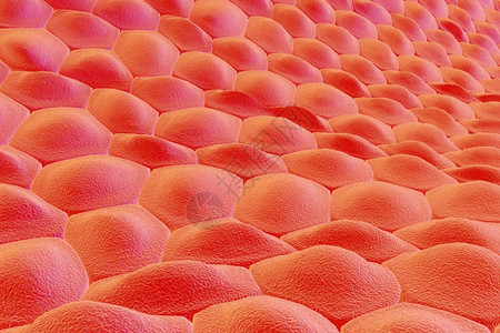 细胞层人体皮肤细胞上皮细胞组织学图解剖图解医学图图片