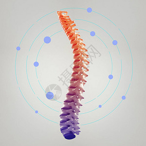 人类脊椎模型图片
