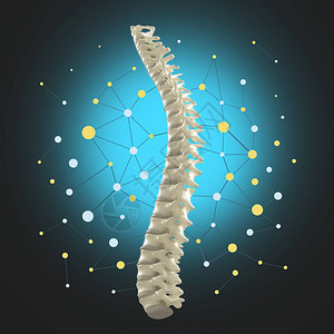 医学教育人类脊椎模型设计图片