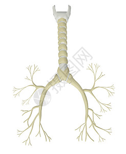 孤立在白色背景上的支气管树图片
