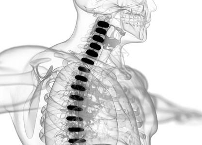 人体脊柱椎间盘解剖模型3d插图图片