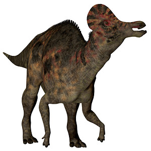 科里图龙是一种食草的鸭状恐龙图片