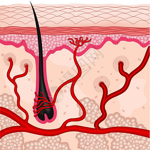 人体皮肤细胞的插图图片